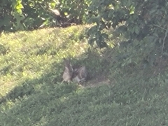 Sylvilagus floridanus