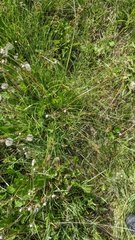 Carex petasata