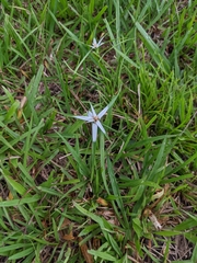 Rhynchospora nervosa