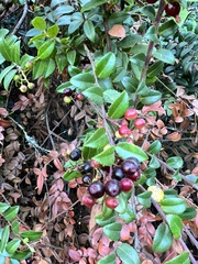 Vaccinium ovatum