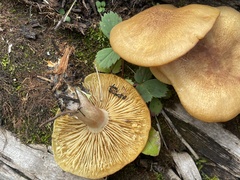 Tricholomopsis
