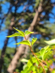 Eumorpha pandorus