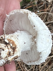 Amanita magniverrucata