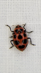 Coleomegilla maculata