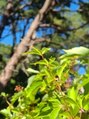 Eumorpha pandorus