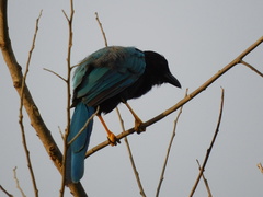 Cyanocorax yucatanicus