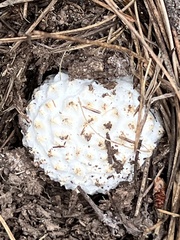 Amanita magniverrucata