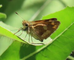 Ochlodes sylvanoides