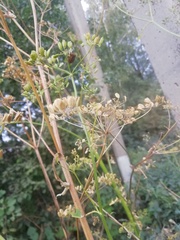Heracleum sphondylium
