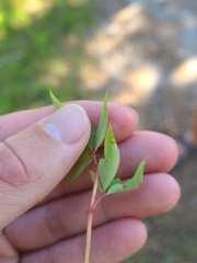 Eumorpha pandorus