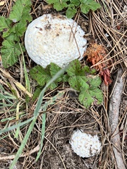Amanita magniverrucata