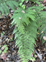Dryopteris arguta