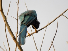 Cyanocorax yucatanicus