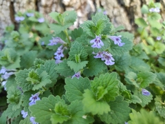 Glechoma hederacea