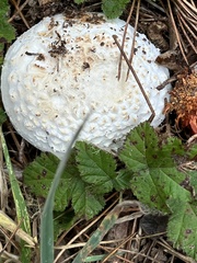 Amanita magniverrucata