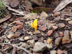 Clavulinopsis amoena