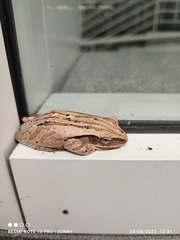 Polypedates leucomystax