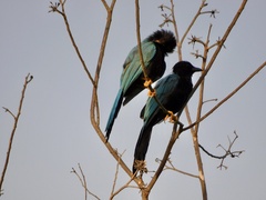 Cyanocorax yucatanicus