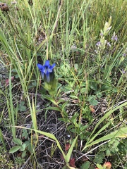 Gentiana parryi