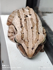 Polypedates leucomystax