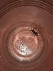 Myrmecocystus placodops