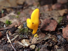 Clavulinopsis amoena