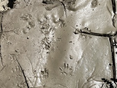 Otospermophilus variegatus