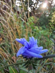 Cichorium intybus