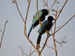 Cyanocorax yucatanicus