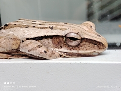 Polypedates leucomystax