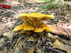 Gymnopilus subspectabilis
