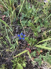 Gentiana parryi