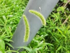 Setaria parviflora