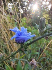 Cichorium intybus
