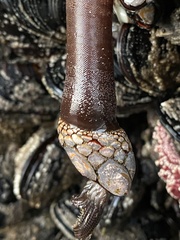 Pollicipes polymerus
