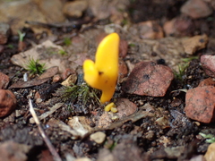 Clavulinopsis amoena