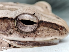 Polypedates leucomystax