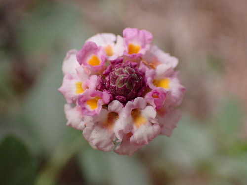 Phyla nodiflora