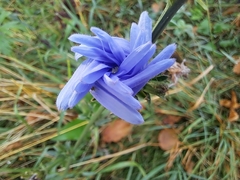 Cichorium intybus