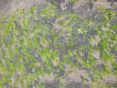 Ulva