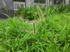Setaria parviflora