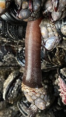 Pollicipes polymerus