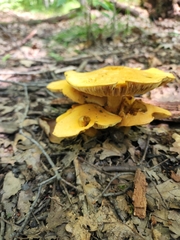 Gymnopilus subspectabilis