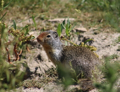 Urocitellus columbianus