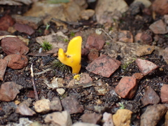 Clavulinopsis amoena