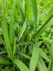 Atractomorpha sinensis