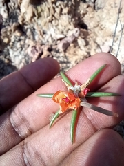 Portulaca suffrutescens