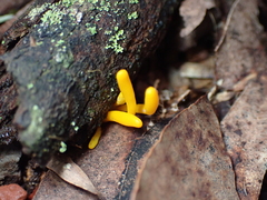 Clavulinopsis amoena