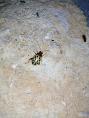 Blepharida quatuordecimpunctata