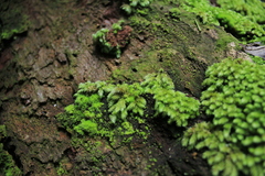 Leucobryum